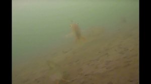 ЩУКА ЧУТЬ РУКИ НЕ ОТОРВАЛА!! АТАКА ЗУБАСТОЙ НА ПОДВОДНУЮ КАМЕРУ. Рыбалка ,подводные съемки.