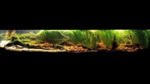 #Апистограмма Трёхполосая. Содержание. Биотоп. Обустройство аквариума. #Apistogramma trifascia