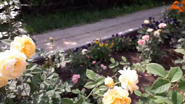 Английские розы. Роза Тизинг Джорджия смотреть онлайн