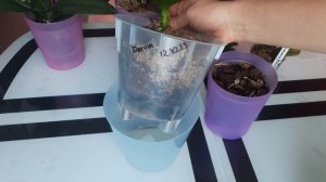 Размножение орхидей