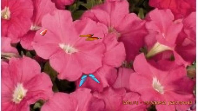 Петуния мультифлора Селебрити Пинк ? обзор: как сажать, семена петунии Селебрити Пинк смотреть онлайн
