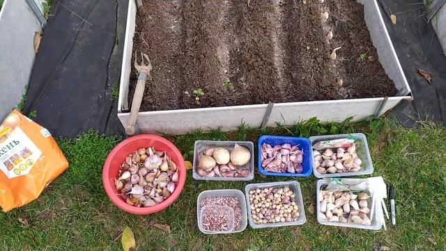 Сажаем чеснок! Рокамболь?