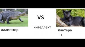 пантера против аллигатора