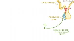 Эндокринная система кратко основные железы и гормоны, физиология и анатомия