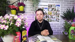 Кустарник чубушник: посадка и уход в открытом грунте
