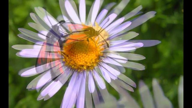 Насекомые нашего сада смотреть онлайн