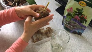 Черенкование цветоноса орхидеи в стакан