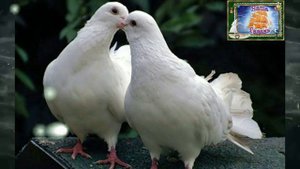 От души к душе! ТИШЕ ЛЮДИ, РАДИ БОГА ТИШЕ - ГЕОРГИЙ ВАШЕСТОВ (Наша Гавань)