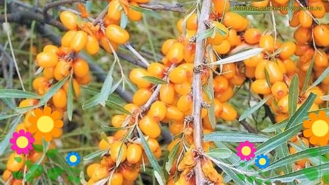 Облепиха превосходная. Краткий обзор, описание характеристик hippophae rhamnoides смотреть онлайн