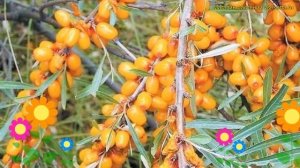 Облепиха превосходная. Краткий обзор, описание характеристик hippophae rhamnoides