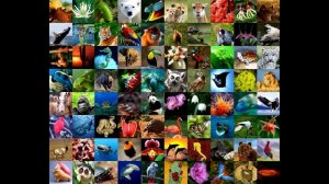 8 актуальных экологических проблем человечества