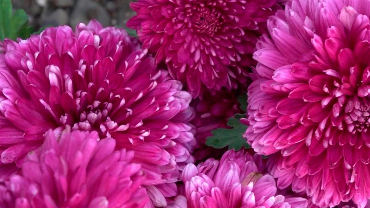 В Никитском ботаническом саду состоялся ежегодный бал хризантем