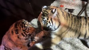 Тигрята Опля и Камри играют вместе