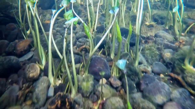 Движение реки смотреть онлайн