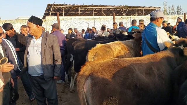 Tepaqõrģon mol bozori sigirlar va ģunajinlar narhlari bilan tanishing 12.10.2023yil