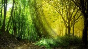 Музыка леса Иван Никитин читает Павел Беседин