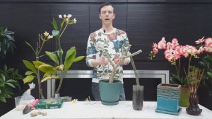 Плюмерия - секреты ухода и выращивания в домашних условиях. Проверенные способы укоренения.