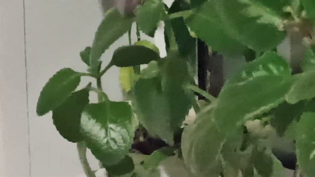 Комнатные цветы Октябрь 2021 - Хвастаюсь своими растениями! смотреть онлайн