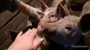 Как мы ездили забирать нового жителя. Хрячек породы петрен макстер .