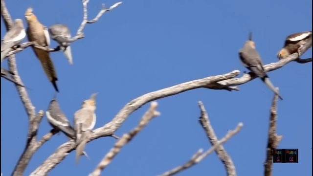 Cockatiel Of Australia A Documentary