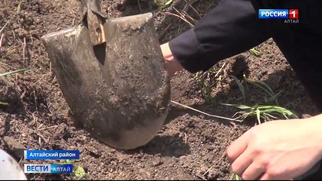 В селе Алтайское в честь погибших во время ВОВ земляков посадили аллею