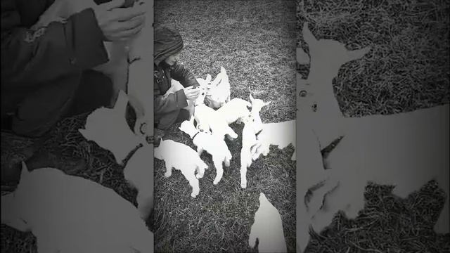 Козлята 2021 г смотреть онлайн