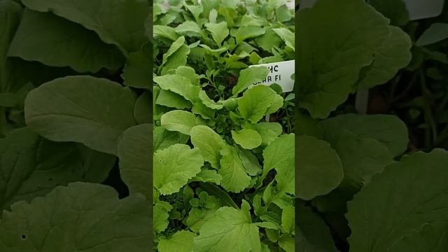 Редис 2023, очень вкусный сорт и сорт разочарование.