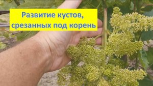 Как растет виноград, срезанный под корень.Можно ли получить урожай винограда на пасынках?! Июнь 2023