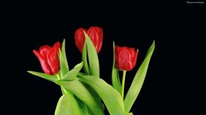 Очень красивая музыка! Очень красивая Нежная мелодия любви, Просто невероятная музыка Сергея Грищук