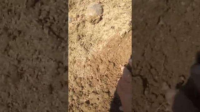Хотите картофель без крахмала,пожалуйста,сорт фиолетовый