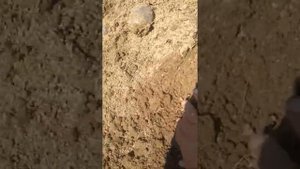 Хотите картофель без крахмала,пожалуйста,сорт фиолетовый