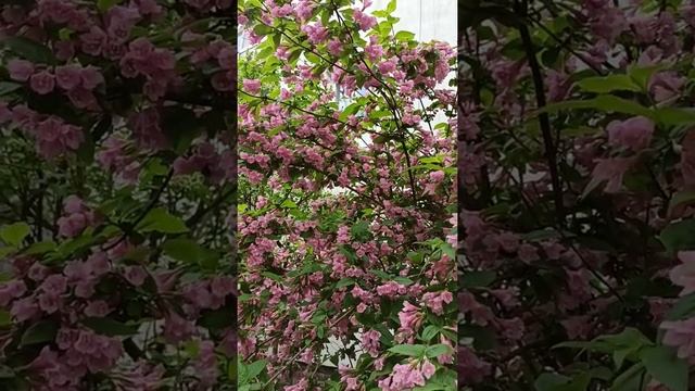 Красавица вейгела - розовое наслаждение ?