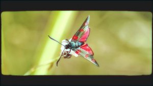 Бабочки. Они могут убить вас быстрее, чем укус кобры. Ядовитые твари, и где они обитают