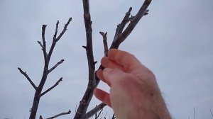 сорт грецкого ореха " Кочерженко" с боковоплодным, латеральным типом плодоношения