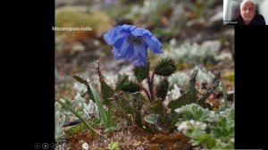 A botanical tour to Tibet