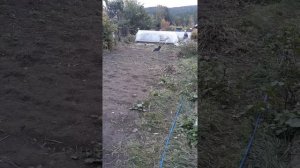 Бордер колли пасет уток