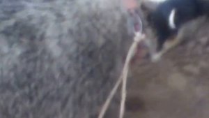 Домашний барсук