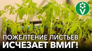 ЖЕЛТЕЮТ ЛИСТЬЯ У ТОМАТОВ? ВСЕ ИСПРАВЛЯЕТСЯ В МОМЕНТ!
