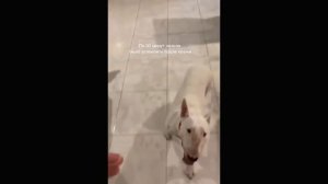 НЕВЕРОЯТНО От агрессии на кошек до полного спокойствия