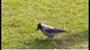 Серая ворона. необычное поведение