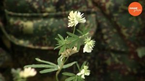 Очанка – трава для глаз