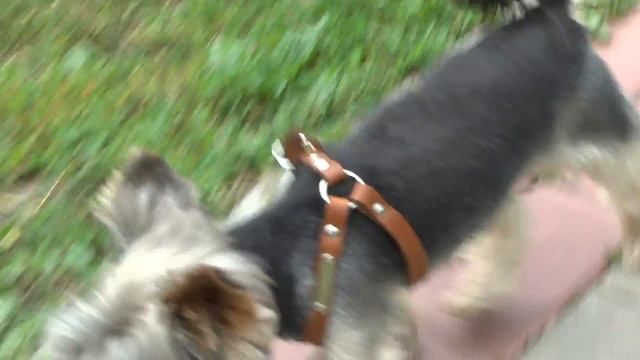 Марсик на прогулке смотреть онлайн