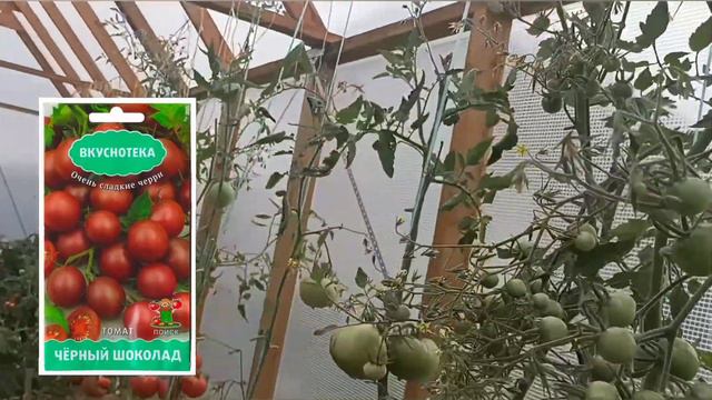🔥Обзор томатов 2022.🍅 Вся правда💯 о бренде томатов😱