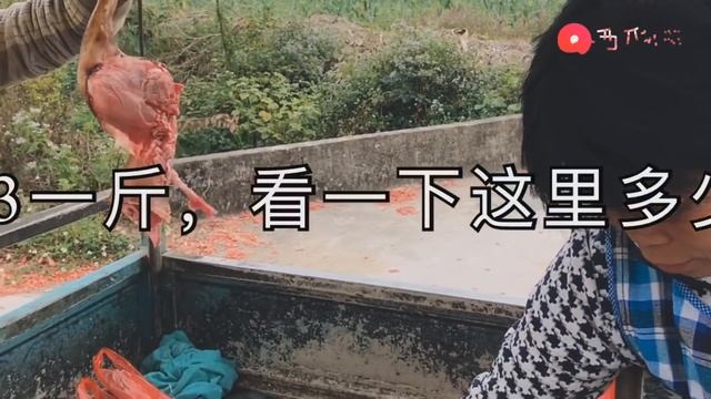 Сколько стоит кошатина в Китае? Как обманывают при покупке кошатины смотреть онлайн