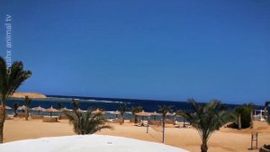Ägypten Coral Sun Beach Safaga Hotel Teil 1