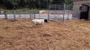 Продажа баранов дорпер с доставкой до Москвы #dorper #дорпер #dorpersheep #овцеводство