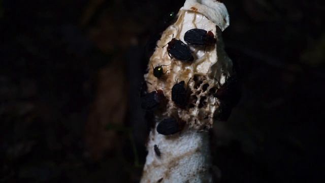 Мертвоеды и слизни в природе смотреть онлайн