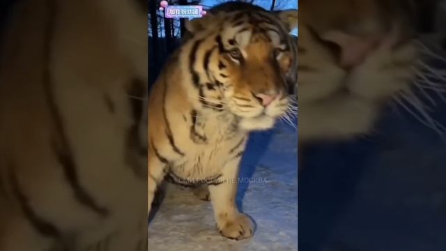 Тигр.....mp4