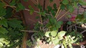 Декоративные растения около дома.