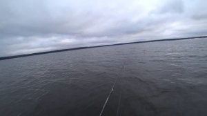 Спиннинг CRAZY FISH Arion 3-12g в деле. Окунь на джиг